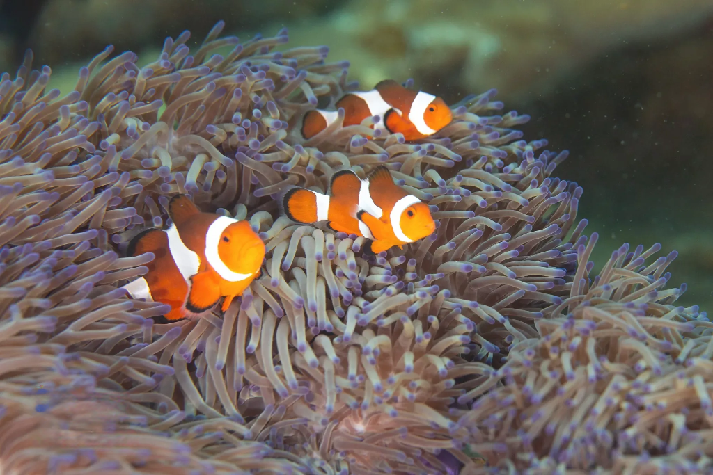 HICoE AKUATROP - Institute of Tropical Aquaculture & Fisheries
